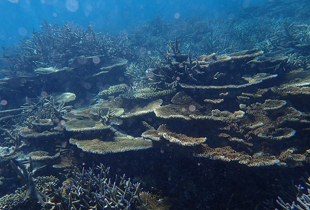 Hard corals at Fafa Island